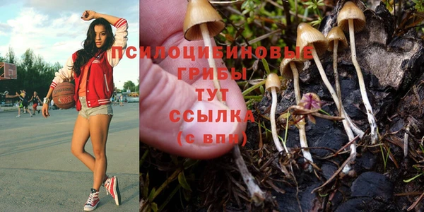 гашик Алексин
