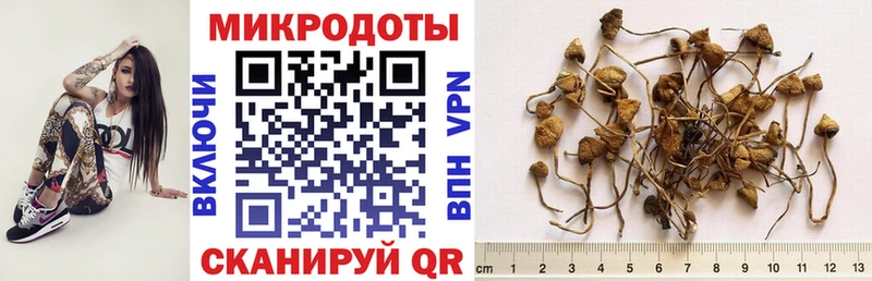 Галлюциногенные грибы Psilocybe  где продают наркотики  Тобольск 